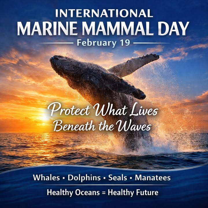 Save The Ocean From Big Wind 