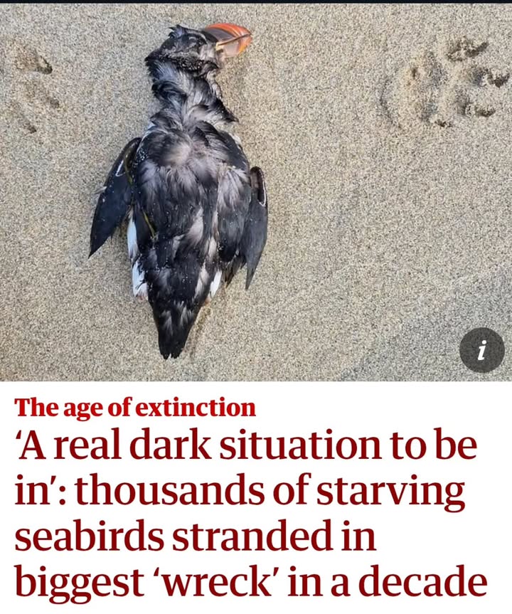 Save The Ocean From Big Wind 